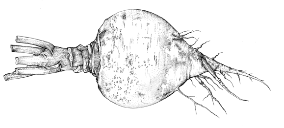 Picture of a turnip.